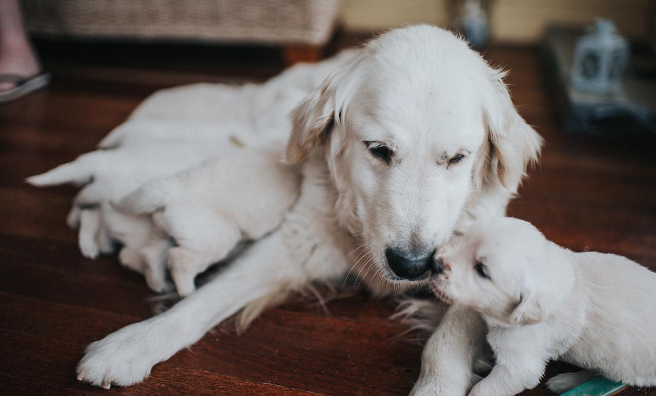 Dog with puppies
