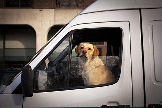 dog in van