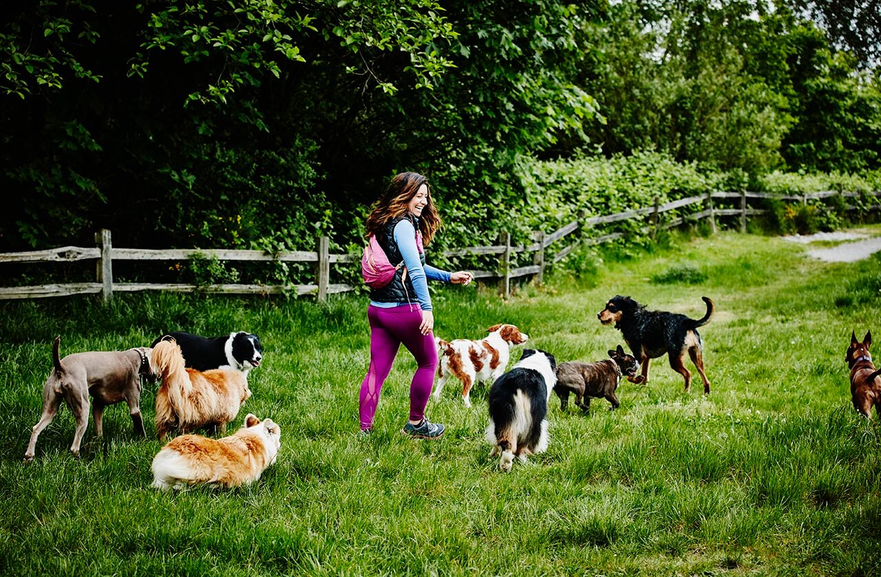 Dow walker with lots of dogs in a scure field