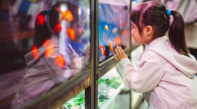 Girl looking at fish in a pet shop